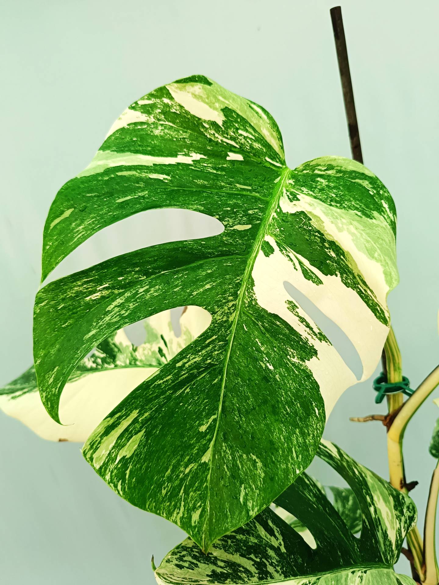 Monstera albo variegata