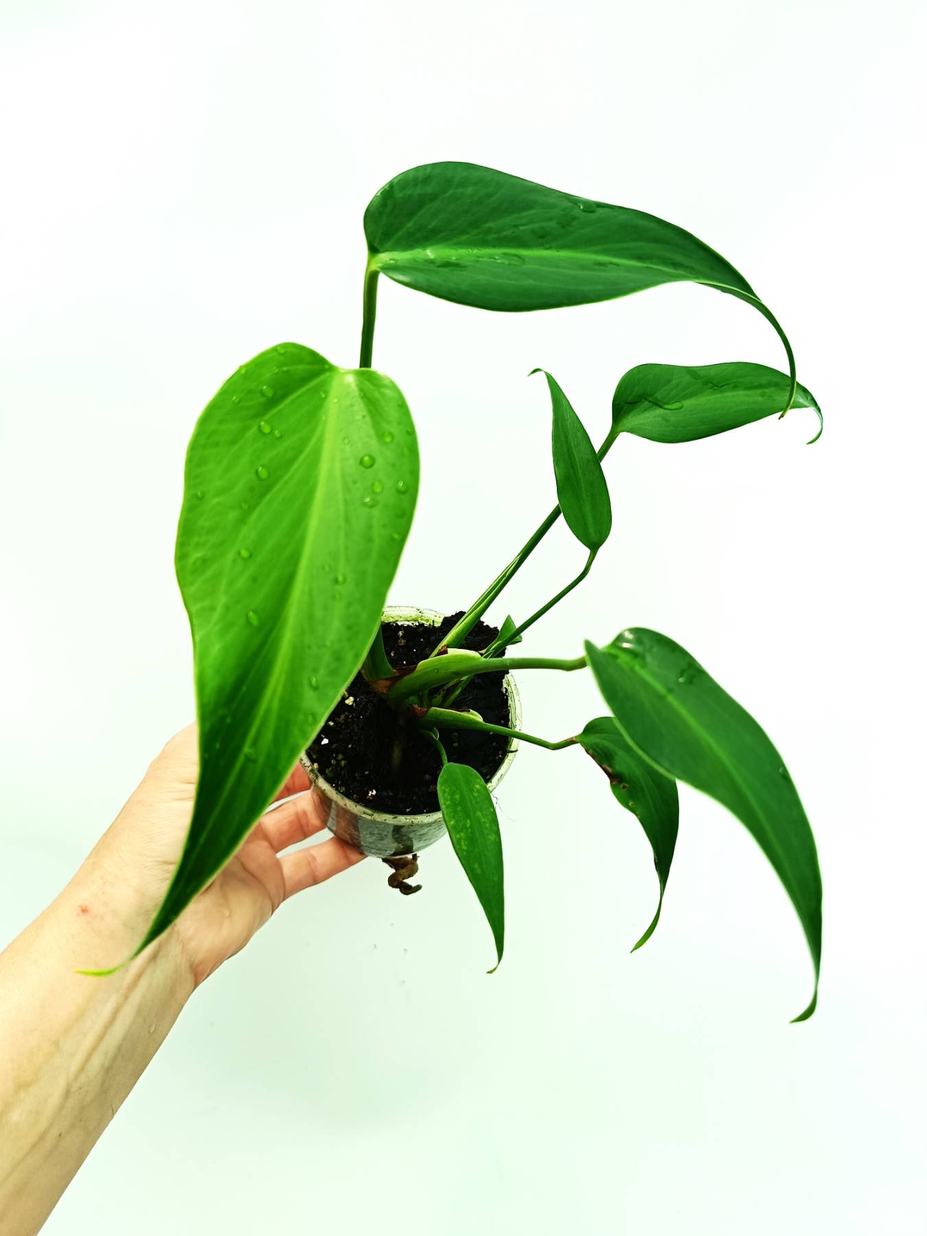 Monstera burle marx flame