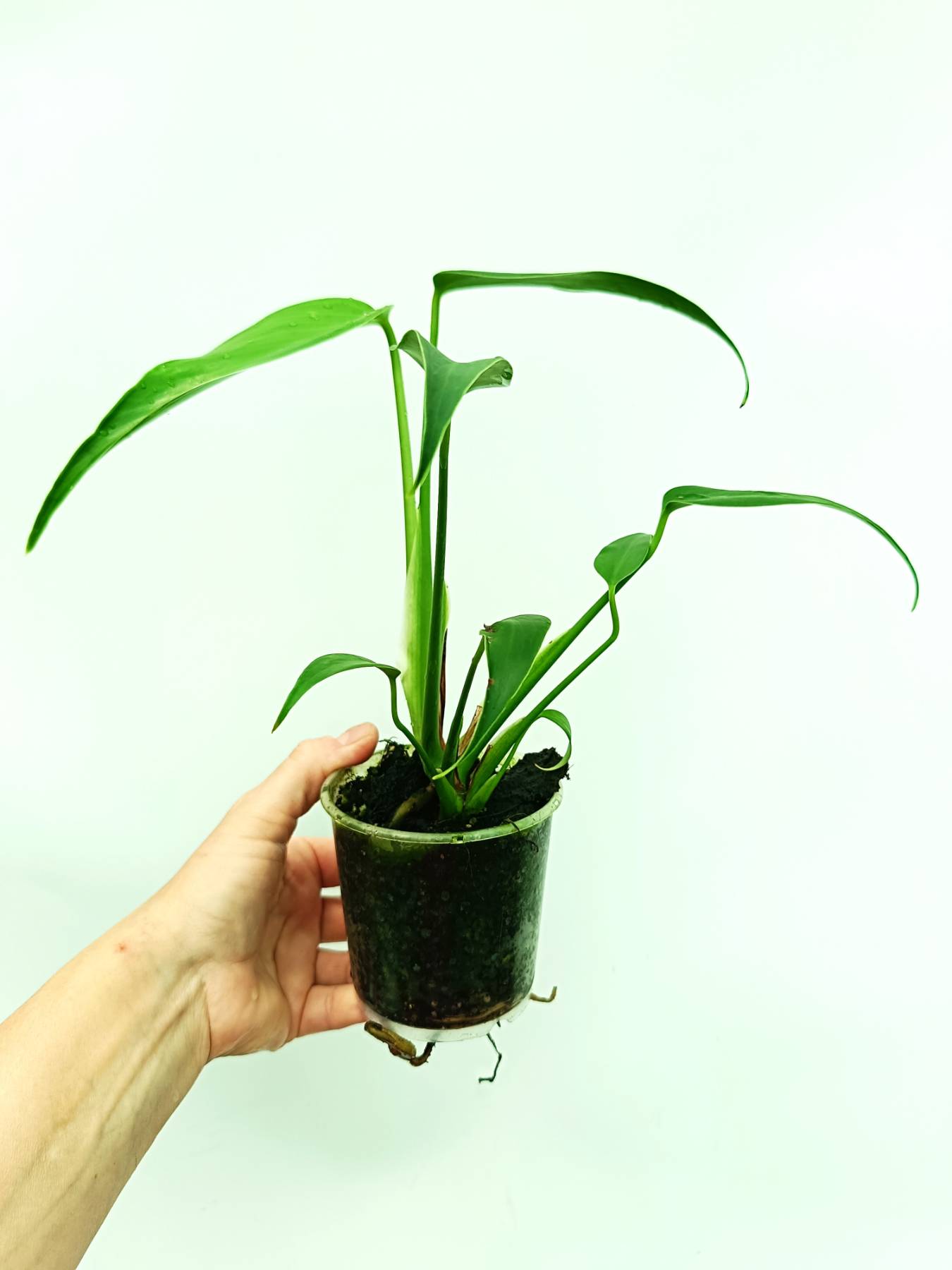 Monstera burle marx flame