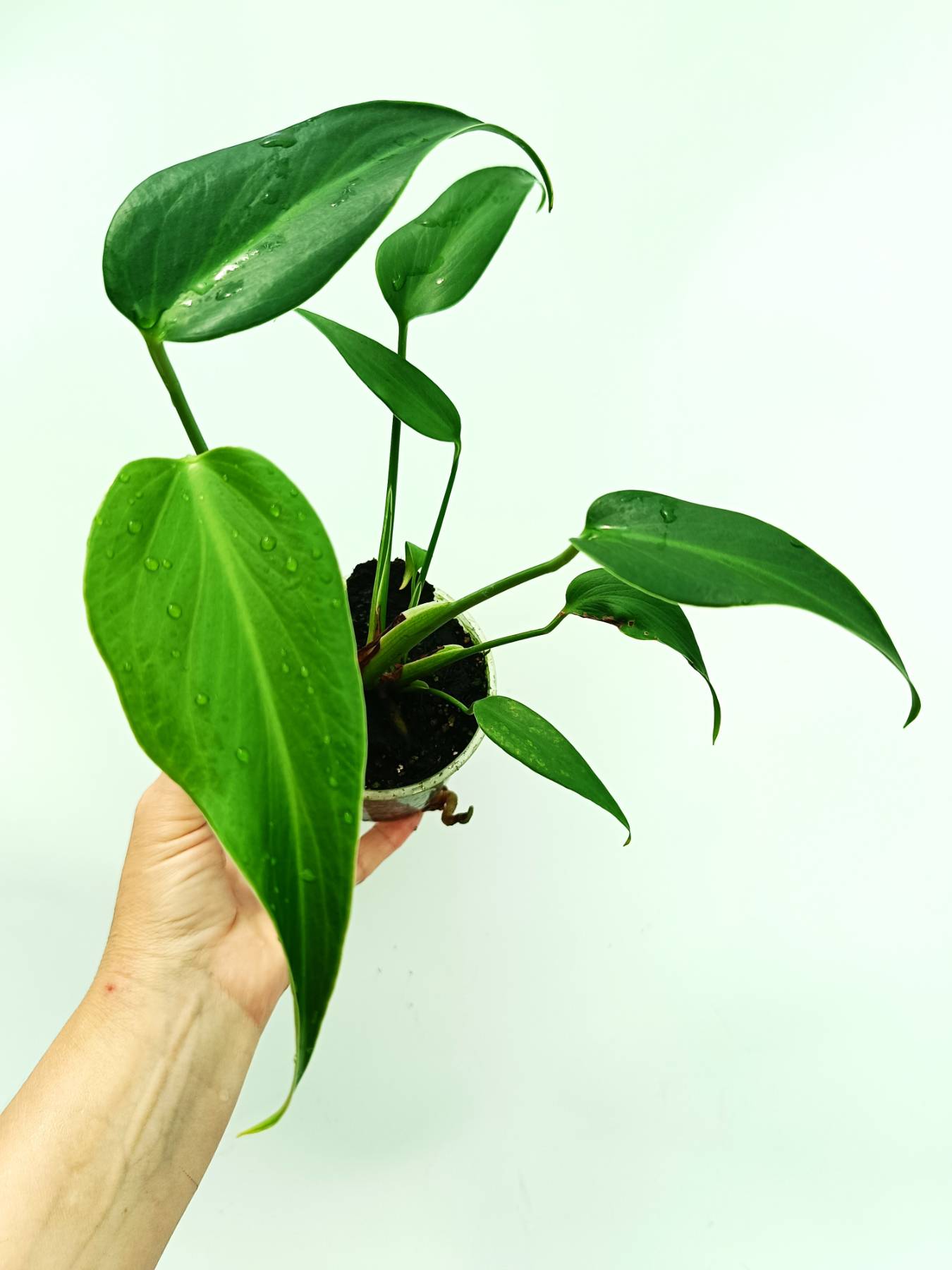 Monstera burle marx flame