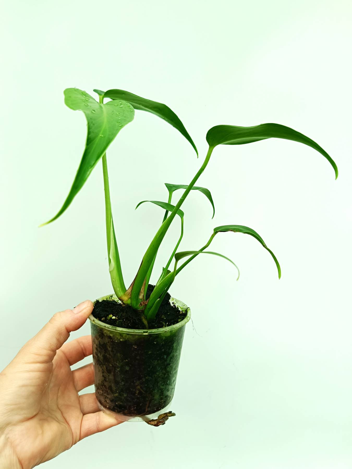 Monstera burle marx flame