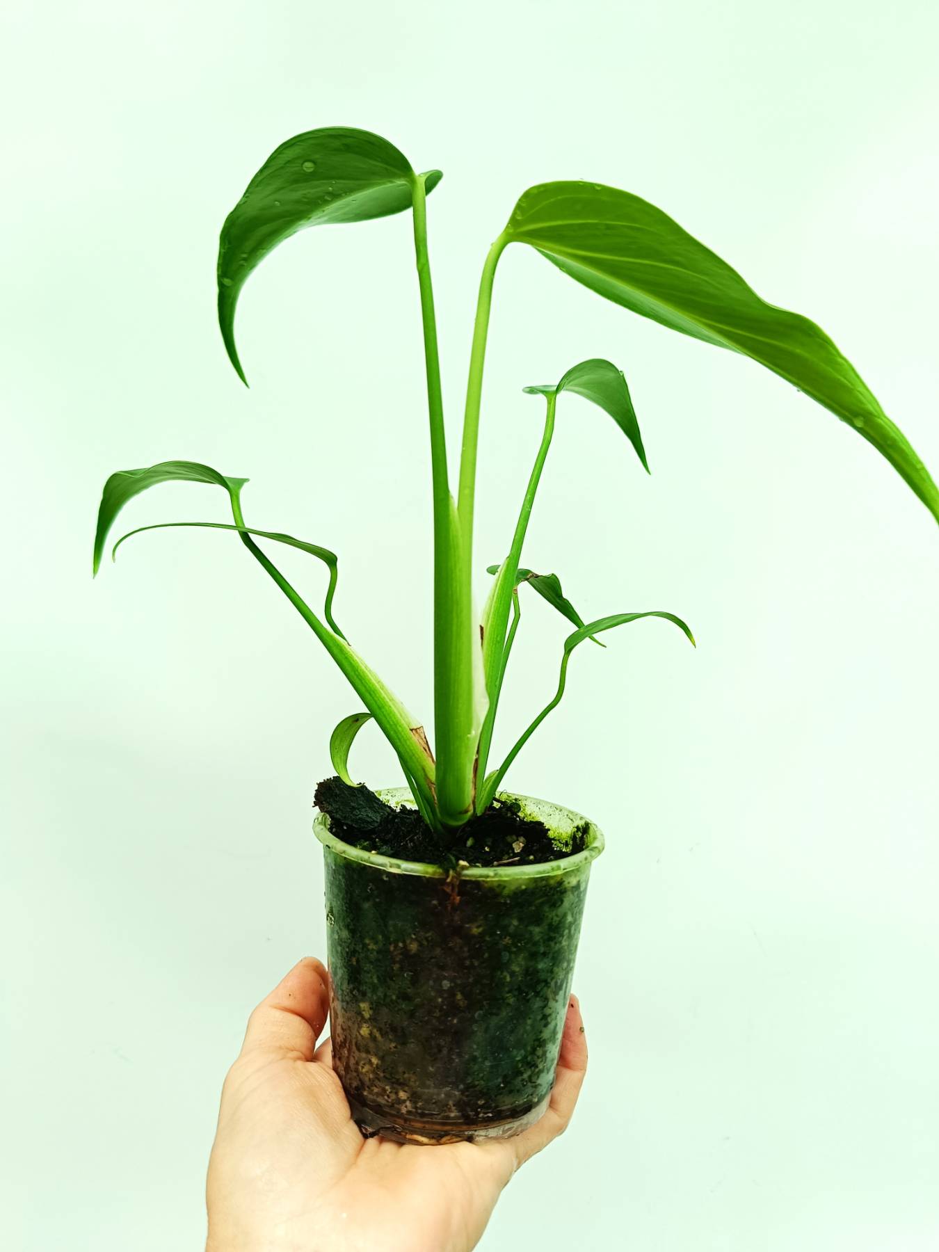 Monstera burle marx flame