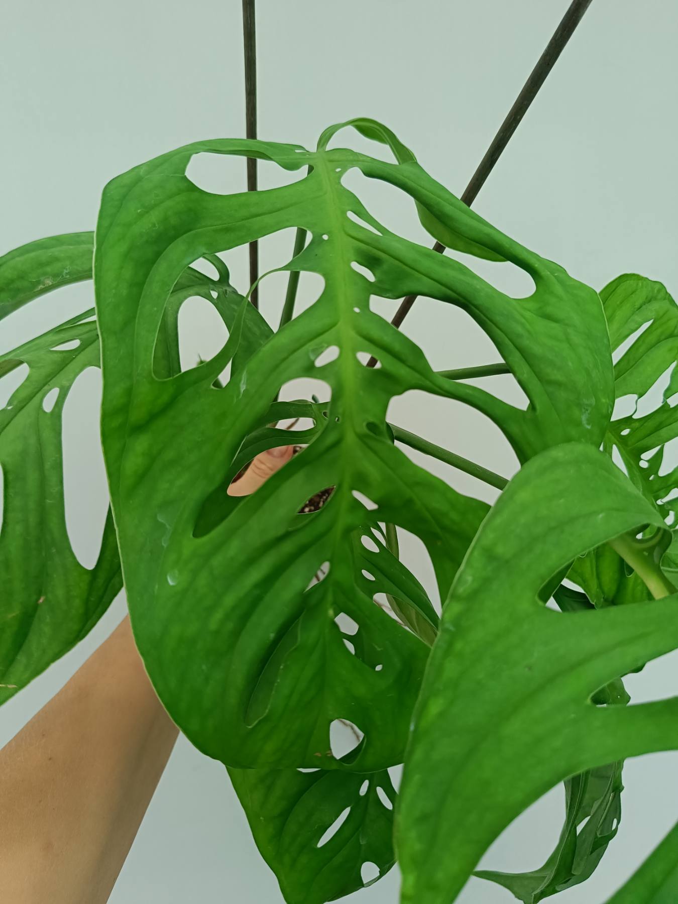 Monstera Epipremnoides Esqueleto