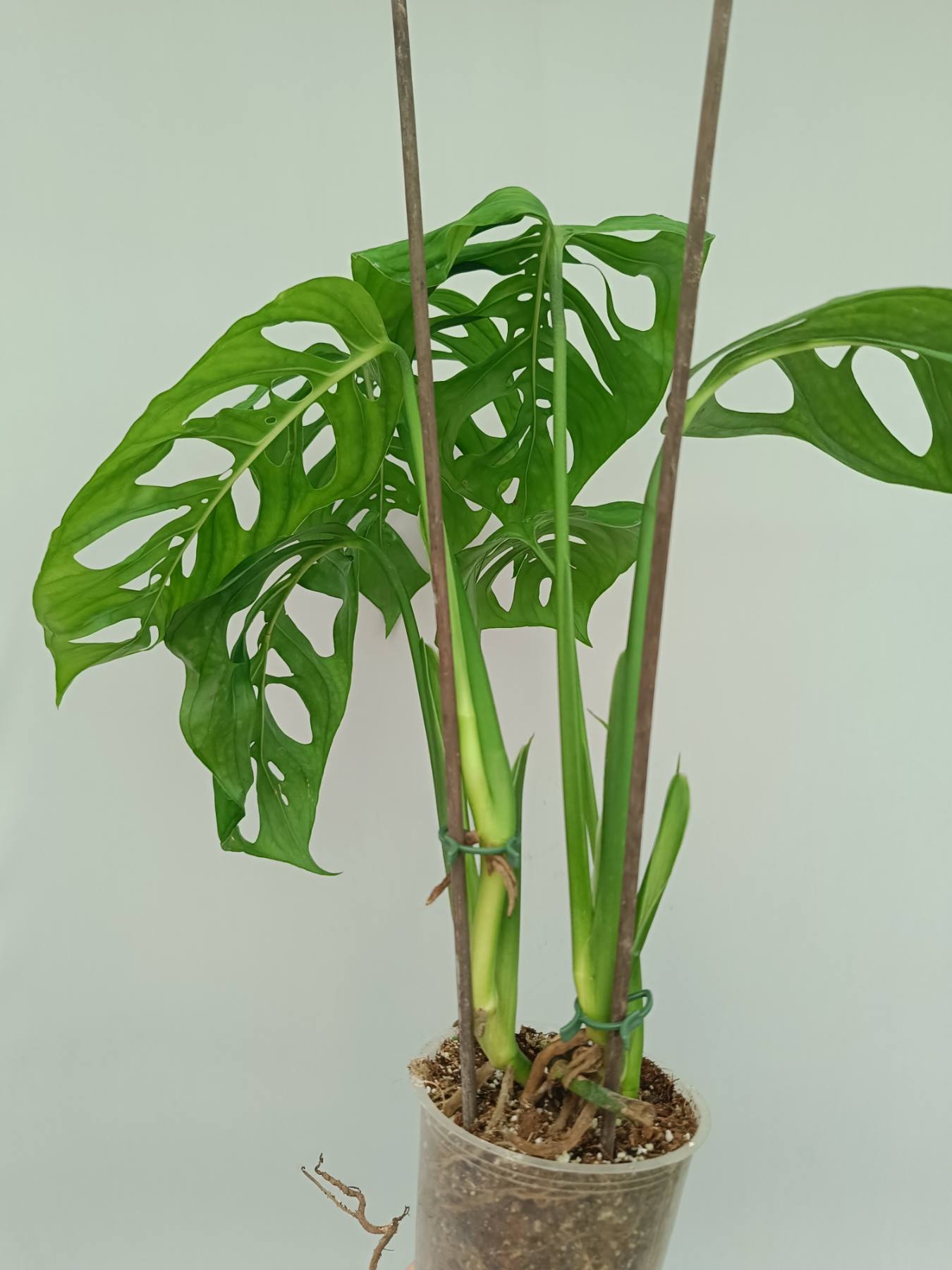 Monstera Epipremnoides Esqueleto