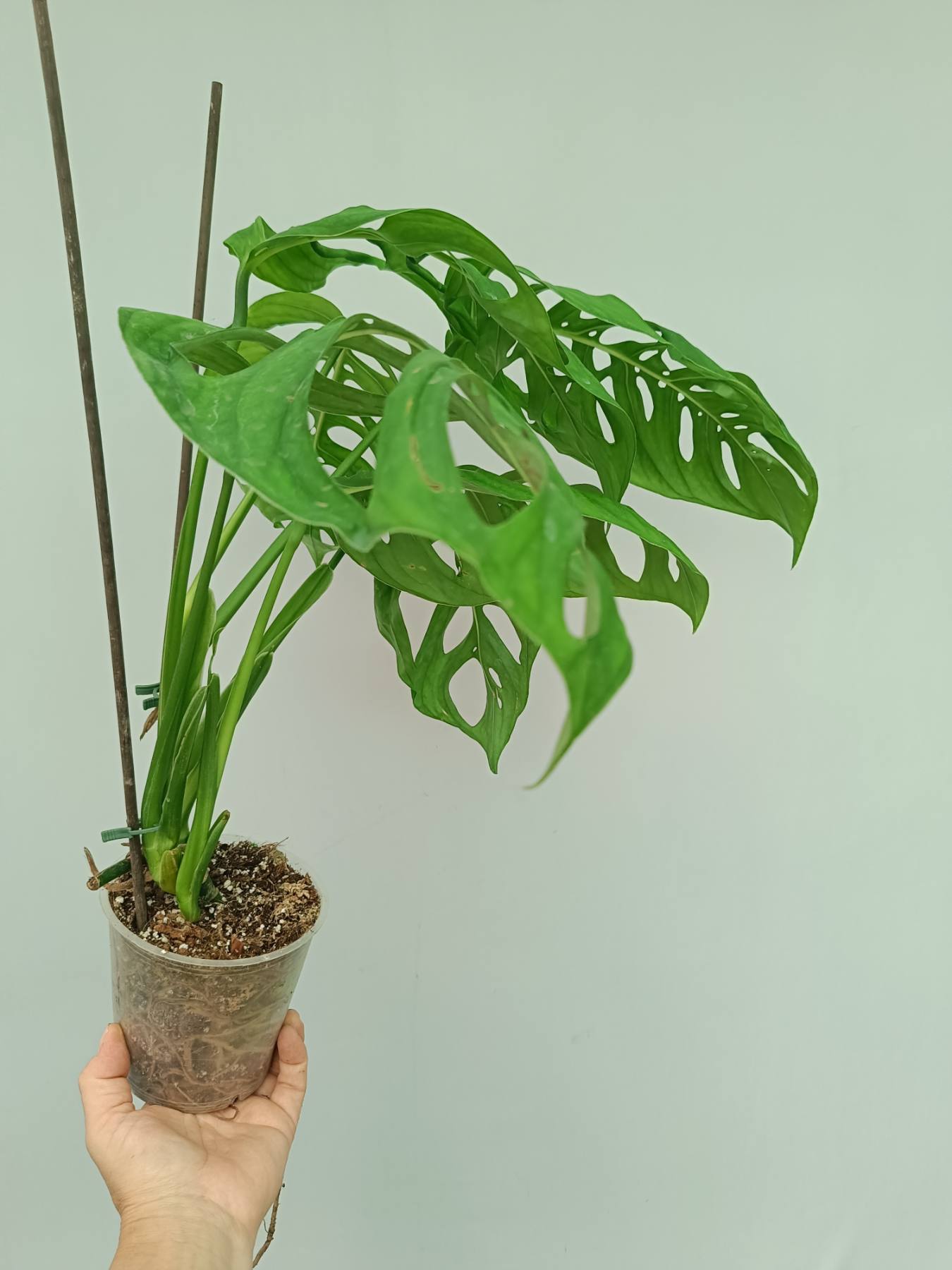 Monstera Epipremnoides Esqueleto