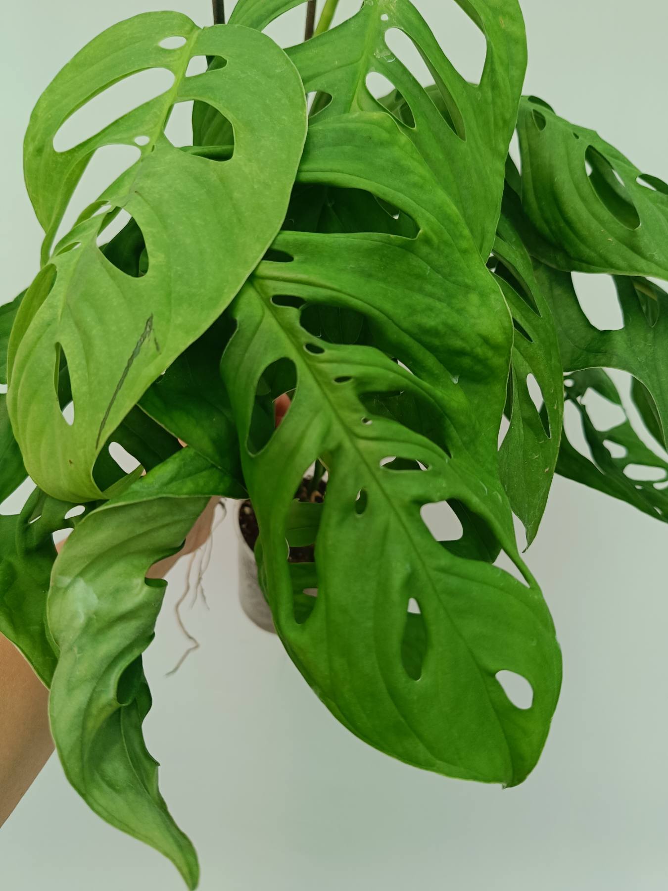 monstera adansonii esqueleto Monstera Epipremnoides Esqueleto large 2 in 1