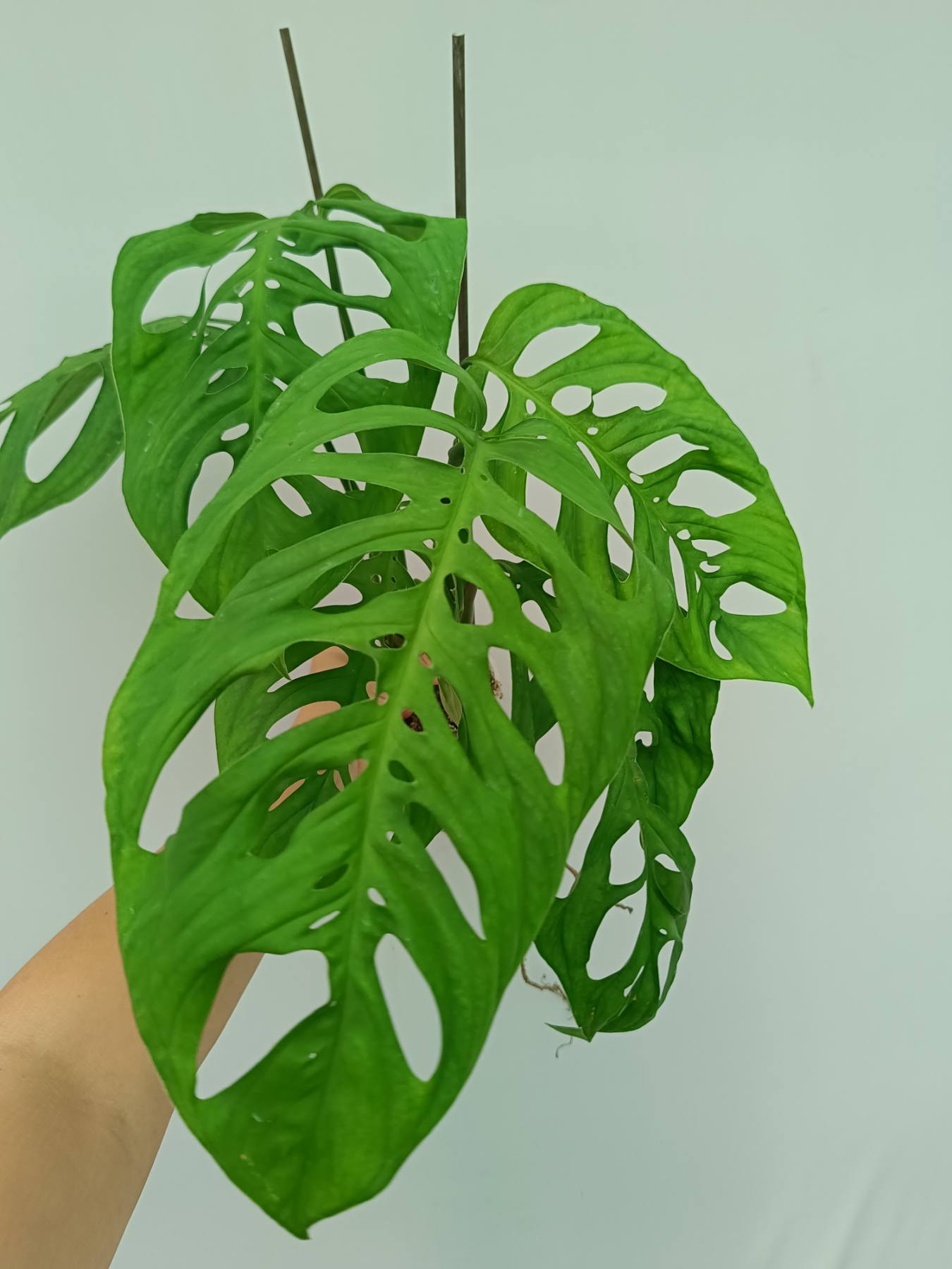 Monstera Epipremnoides Esqueleto