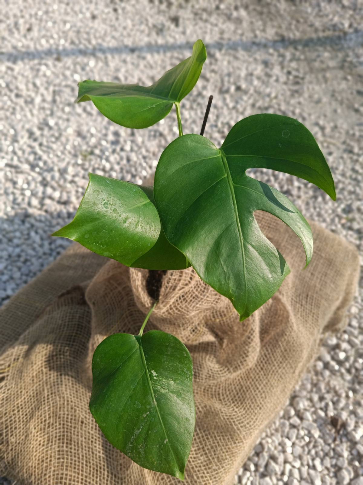 Monstera deliciosa for FREE