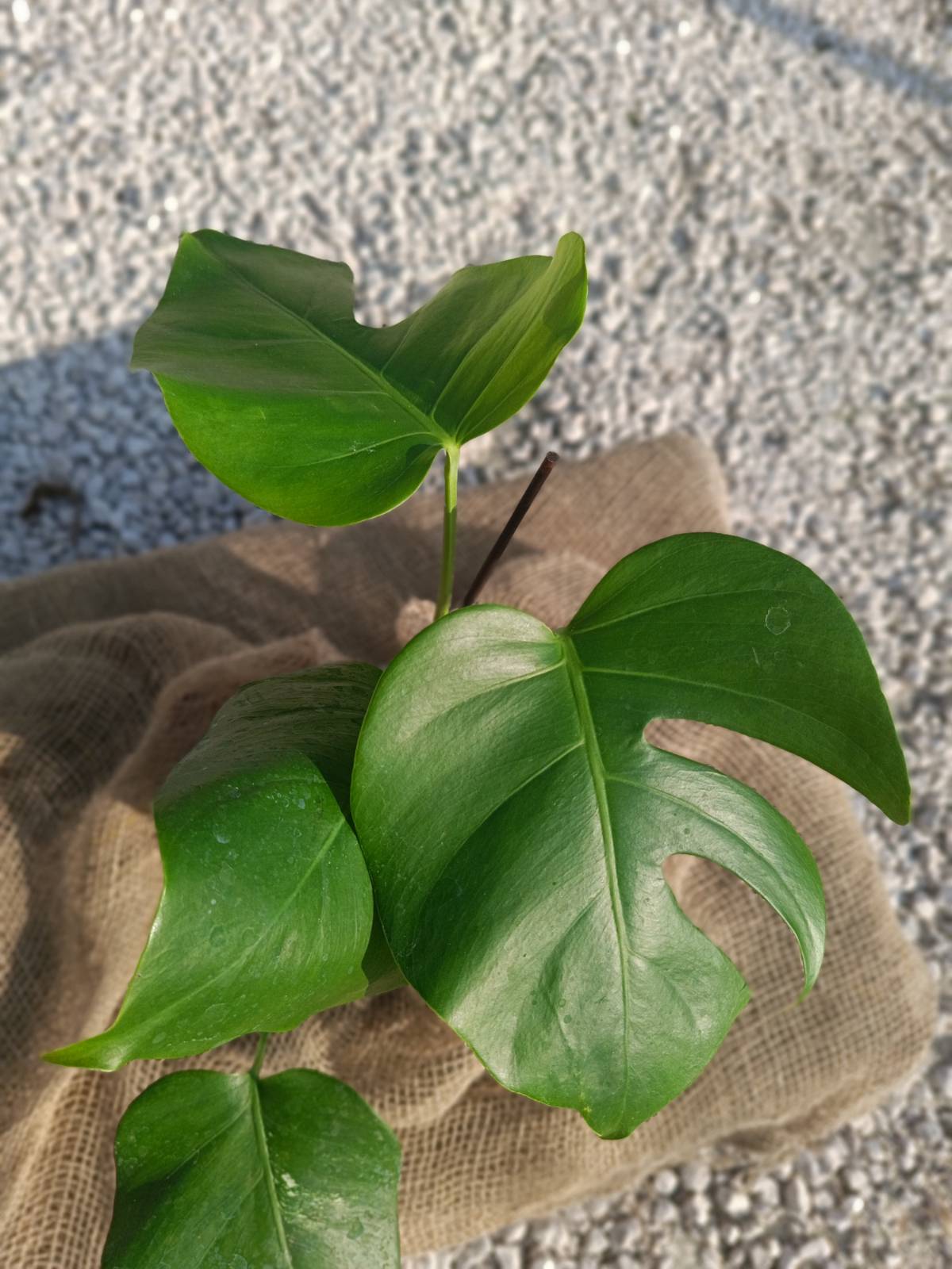Monstera deliciosa GRATUITO