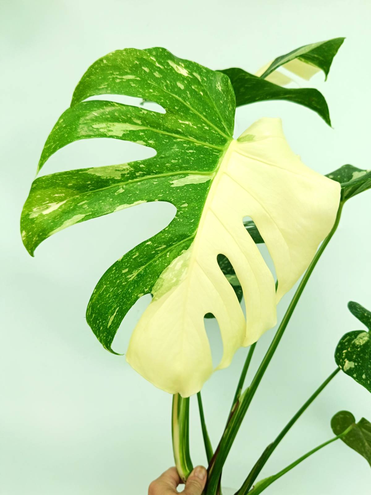 Monstera thai constellation