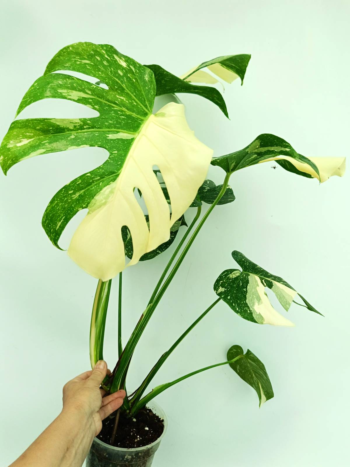Monstera thai constellation