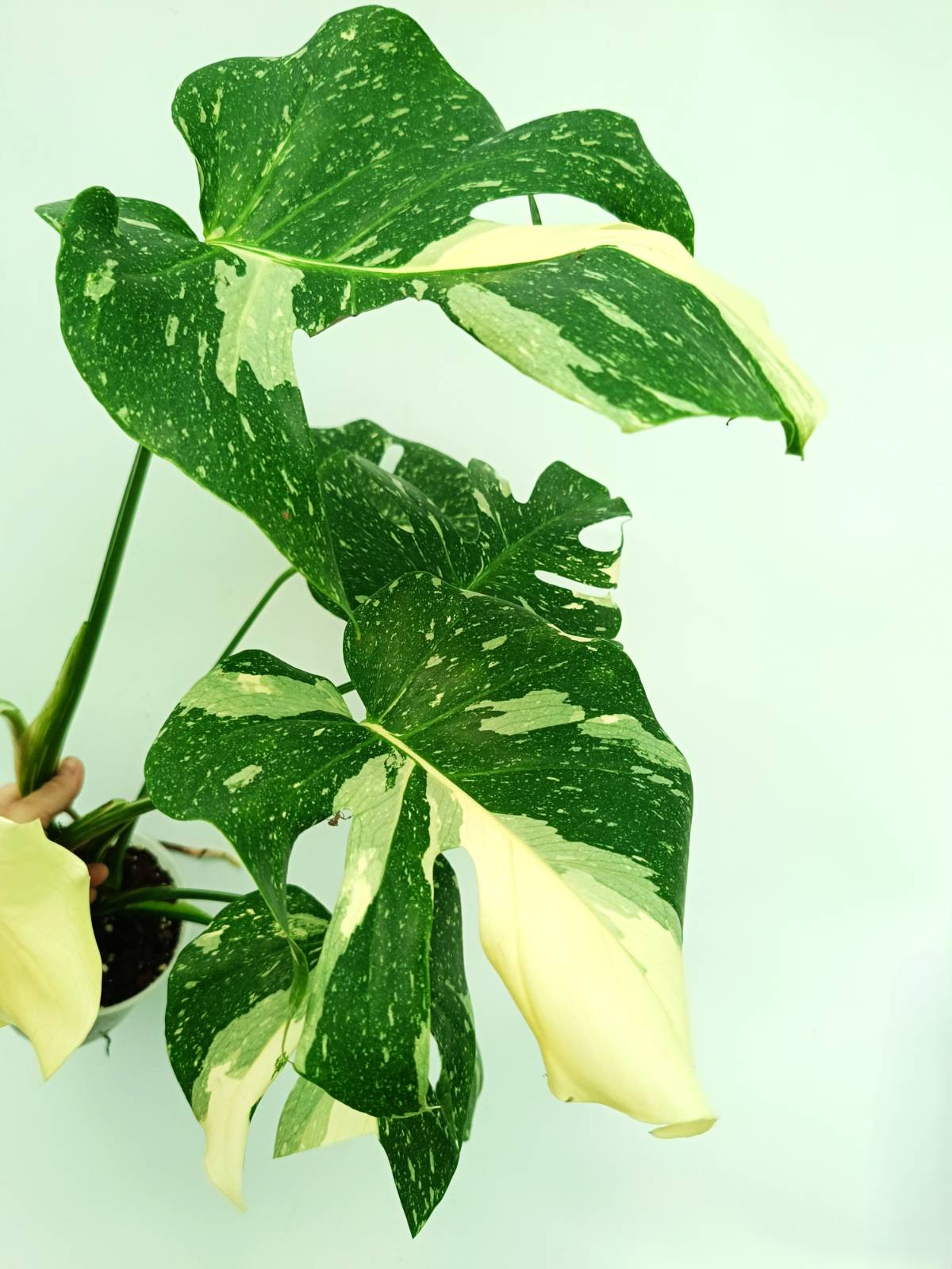 Monstera thai constellation