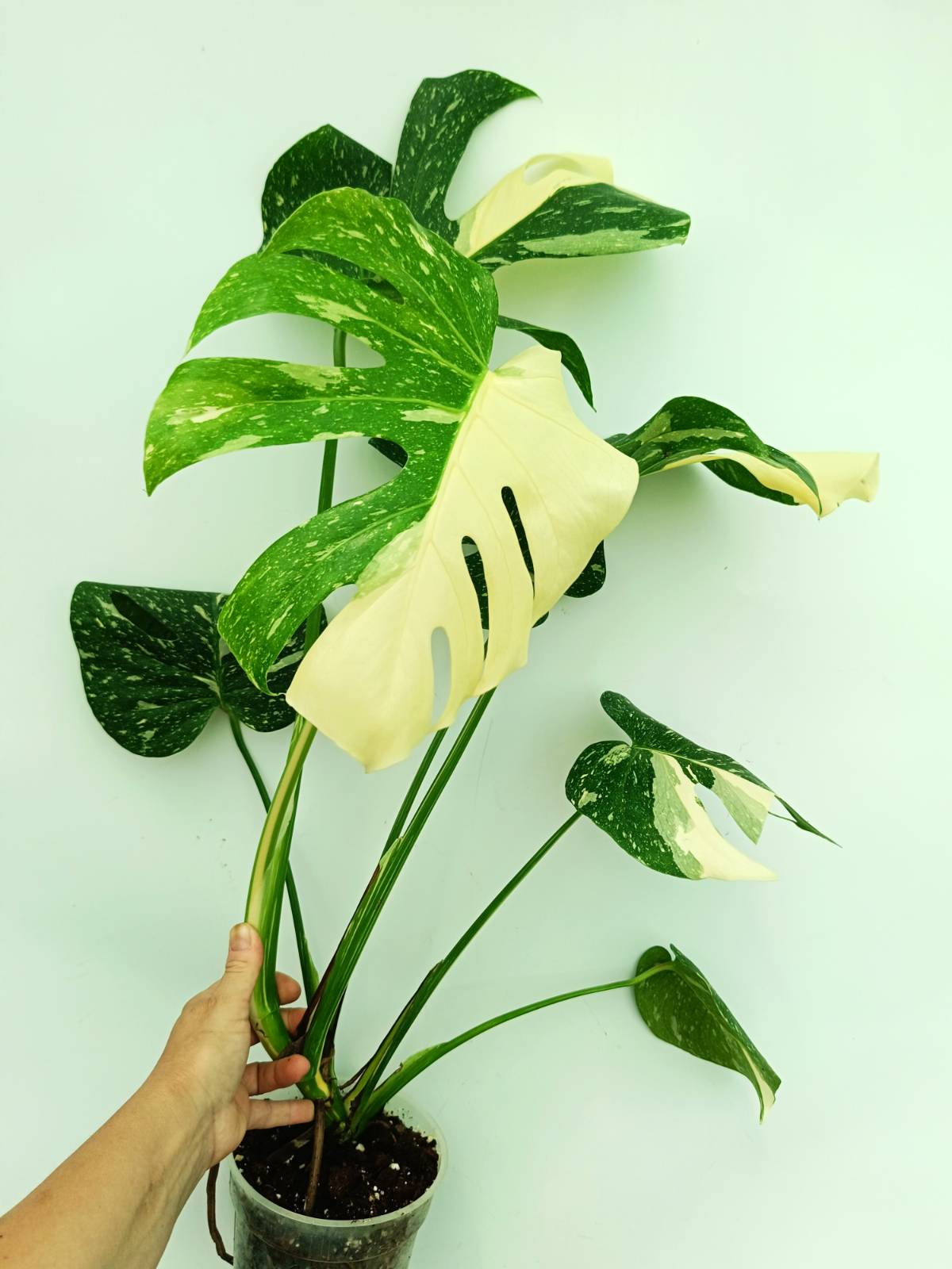 Monstera thai constellation