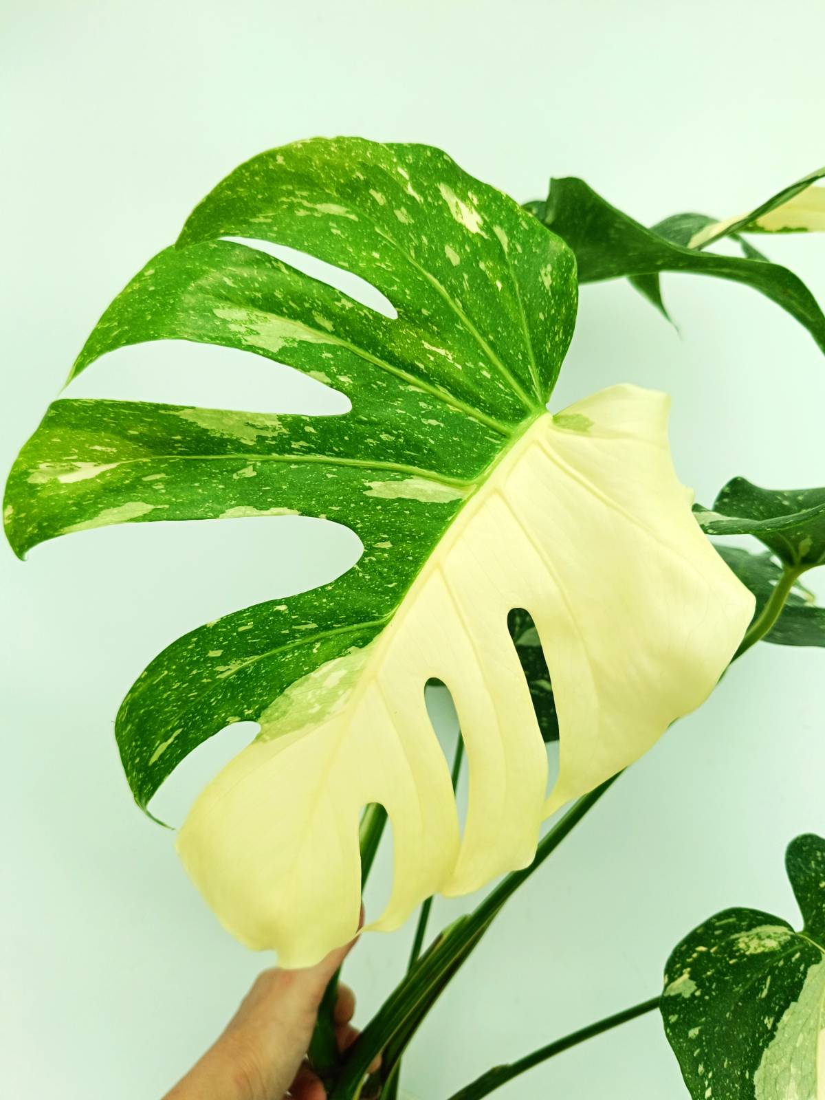 Monstera thai constellation