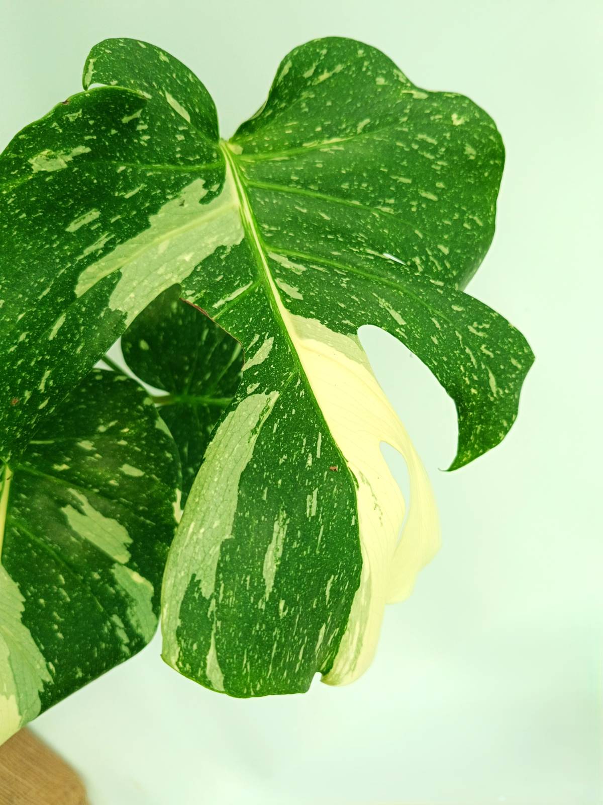 Monstera thai constellation