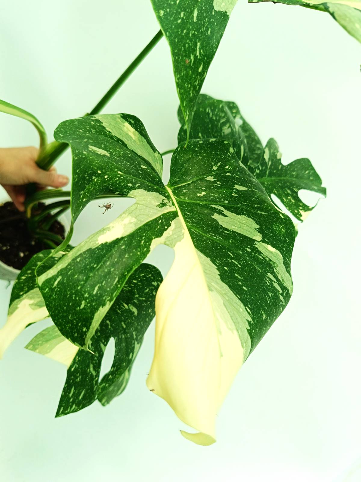 Monstera thai constellation