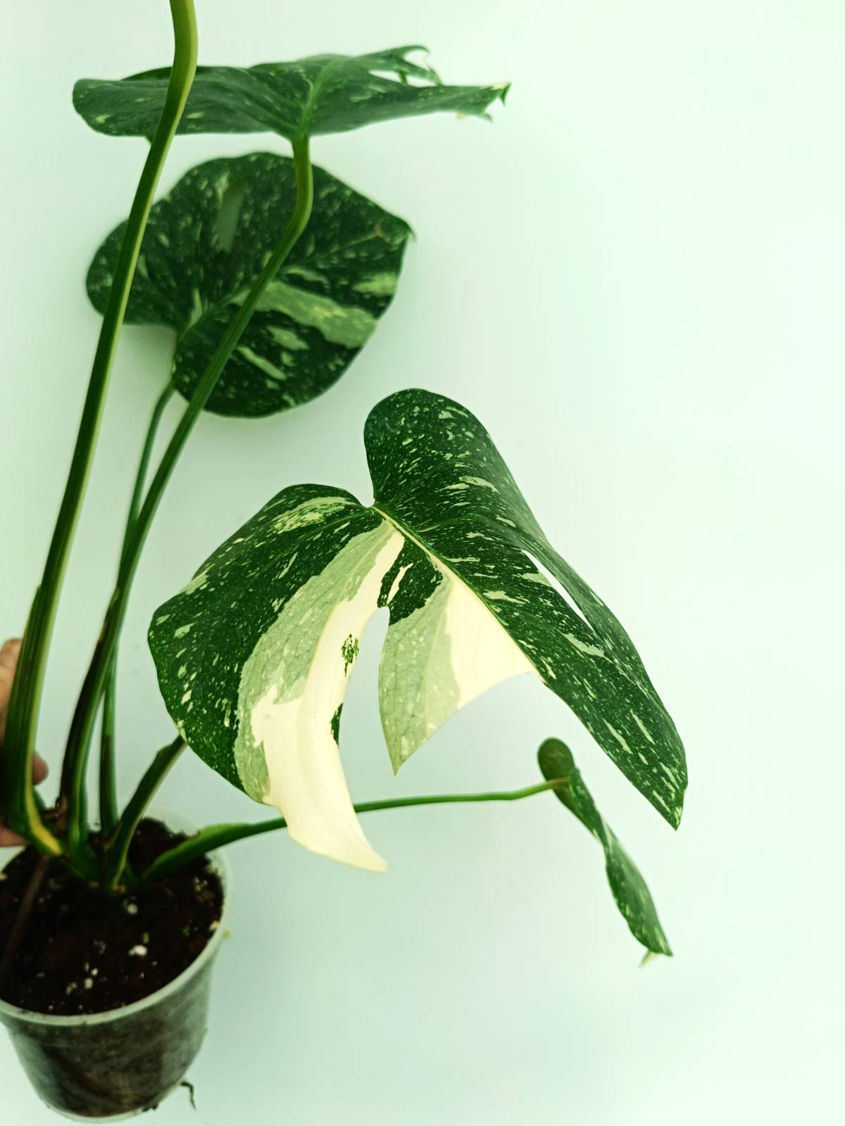 Monstera thai constellation