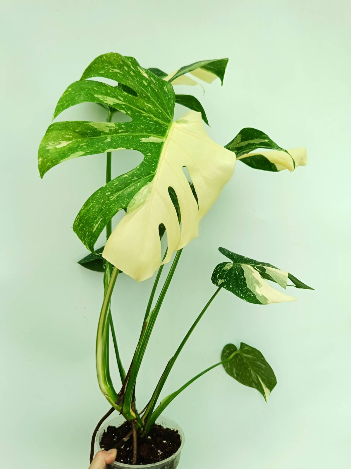 Monstera thai constellation