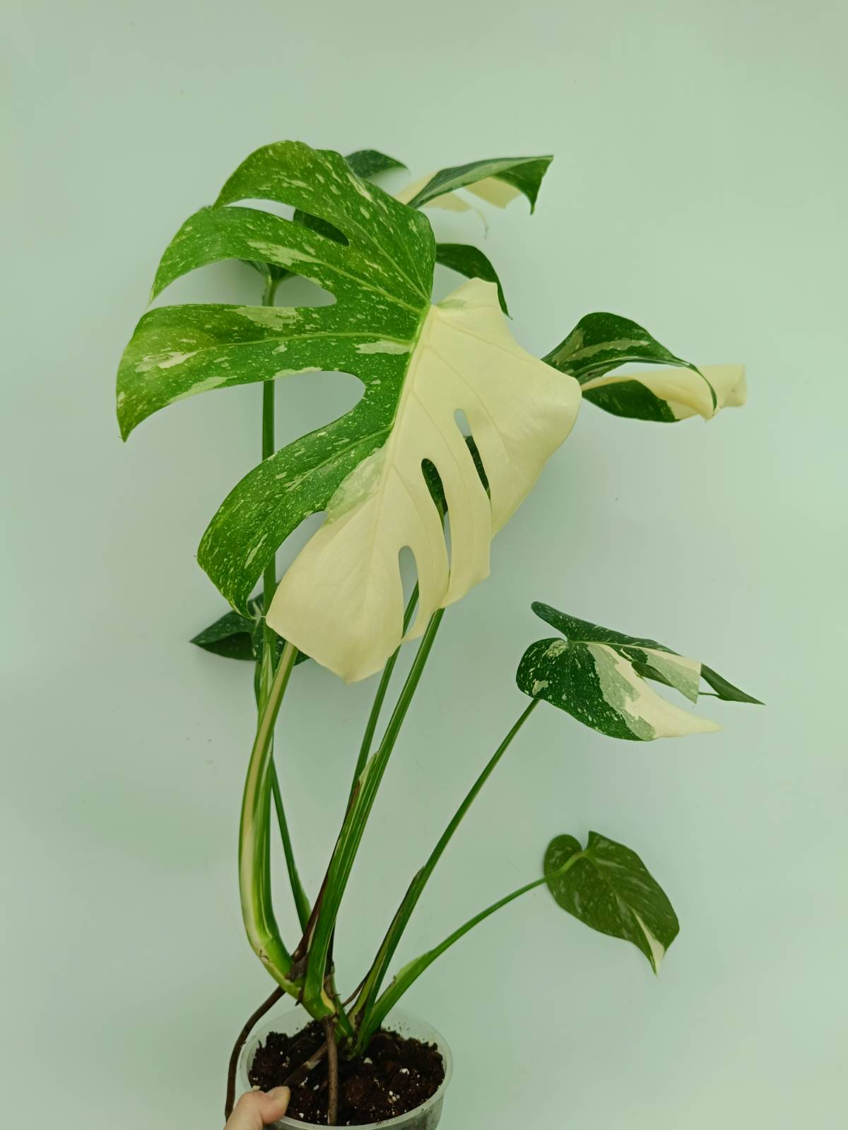 Monstera thai constellation