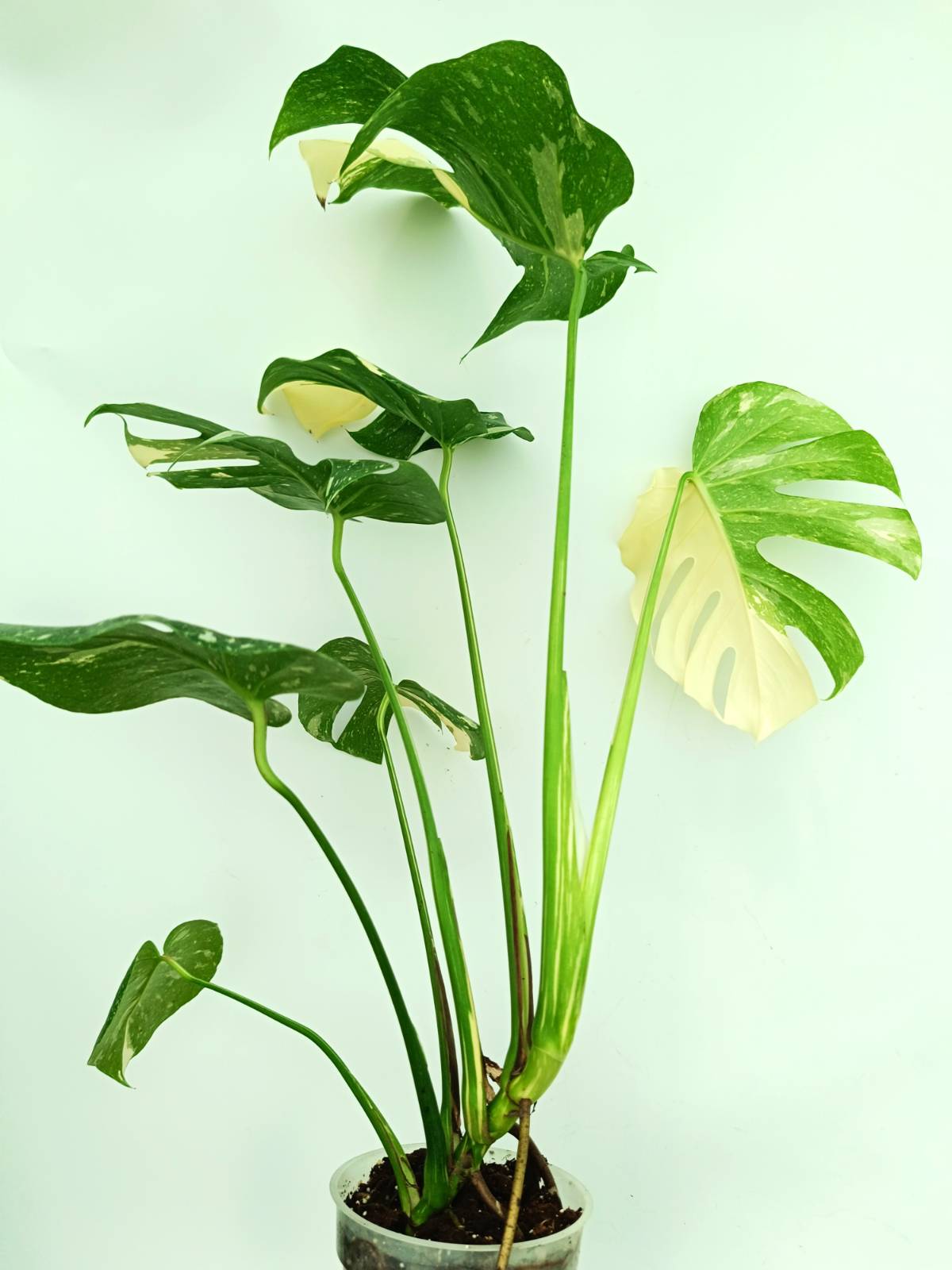 Monstera thai constellation XL