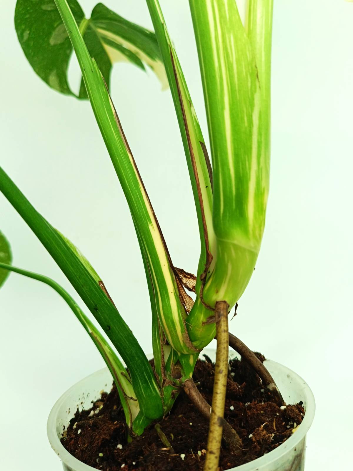 Monstera thai constellation