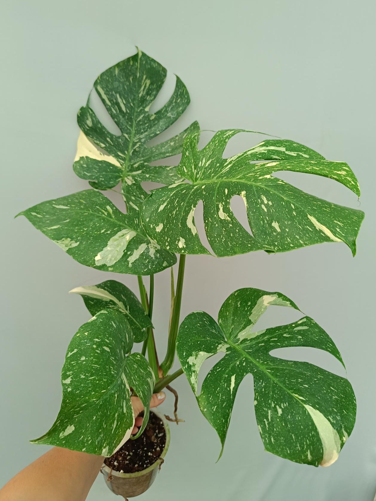 Large Monstera thai constellation