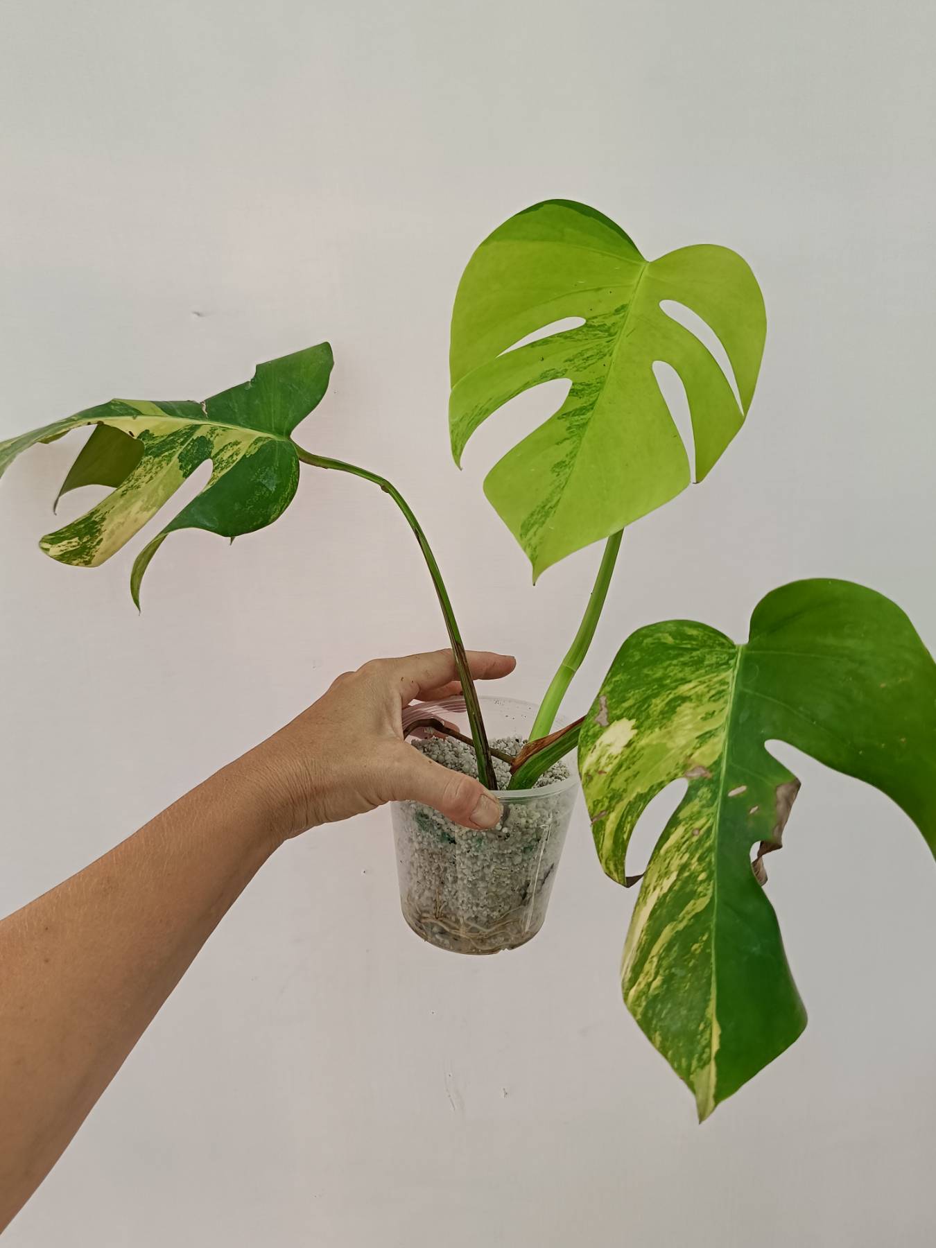 Monstera variegata aurea