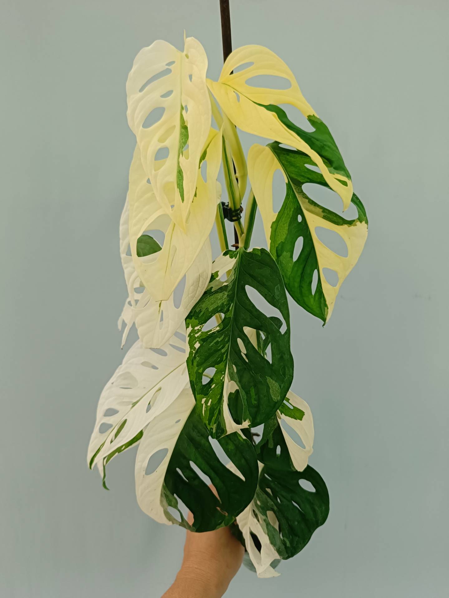 variegated monstera adansonii australia Monstera adansonii variegata