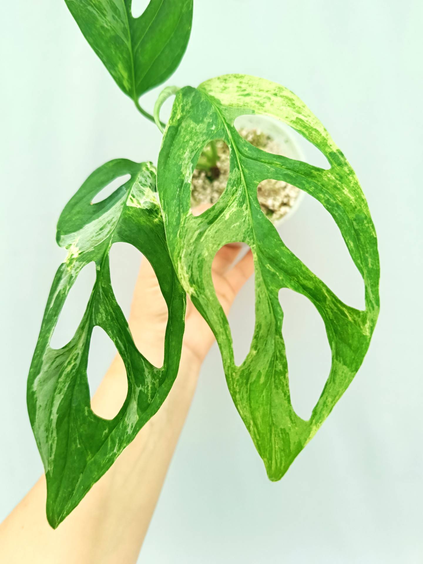 Monstera Adansonii Indonesian Marble