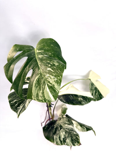 Monstera Deliciosa Albo variegata HALF MOON