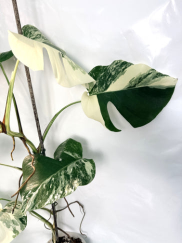 monstera_albo_variegata