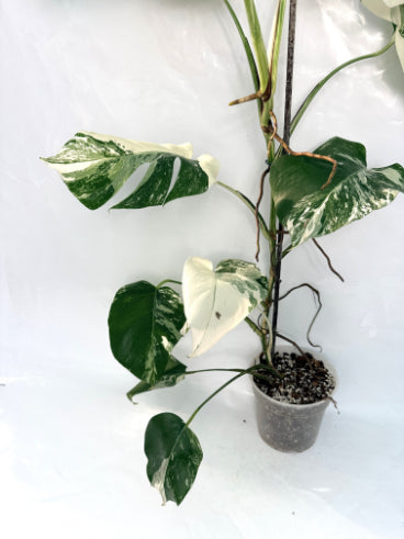 monstera_albo_variegata