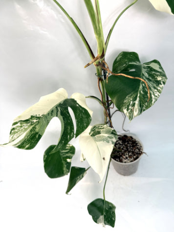 monstera_albo_variegata
