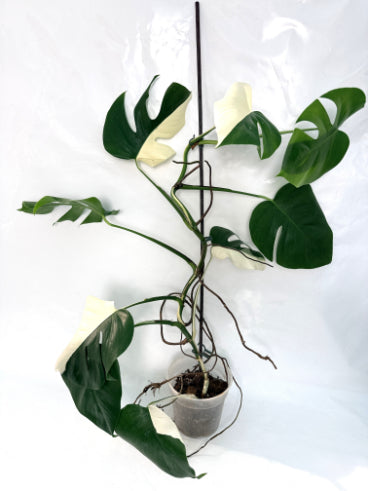 monstera_albo_variegata