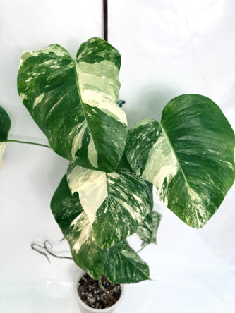 monstera deliciosa cv albovariegata Monstera Deliciosa Albo variegata