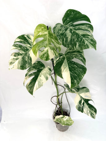 monstera_albo_variegata