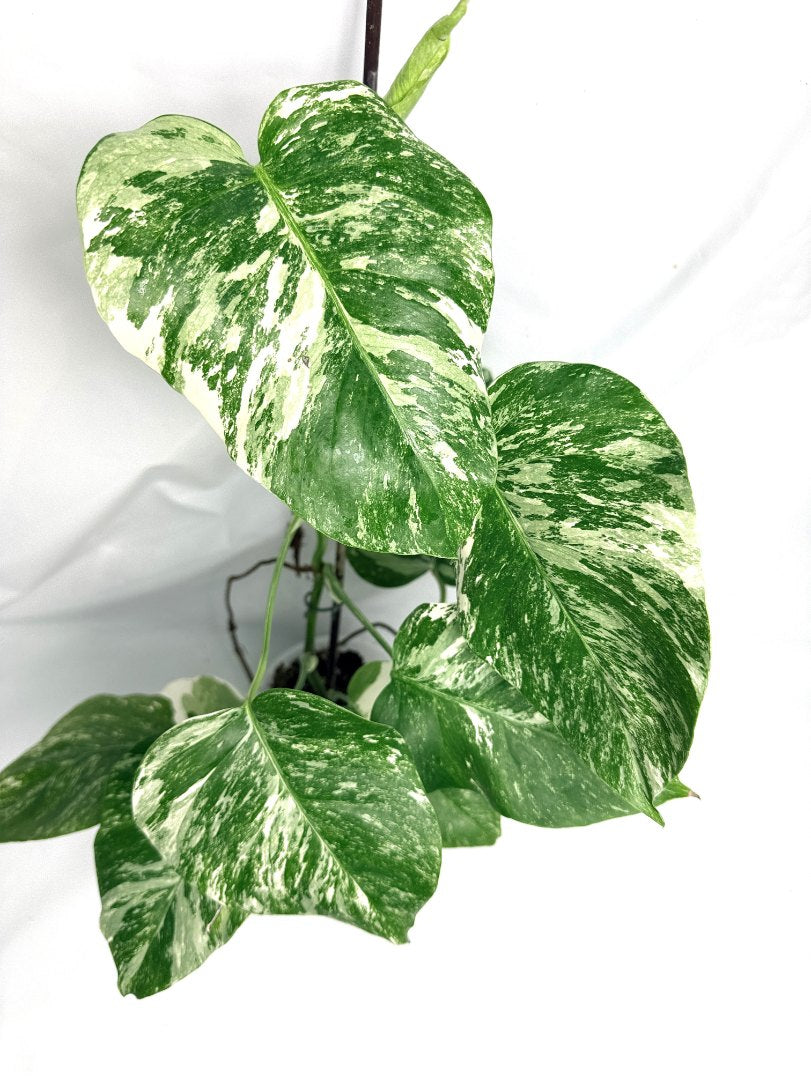 monstera_albo_variegata
