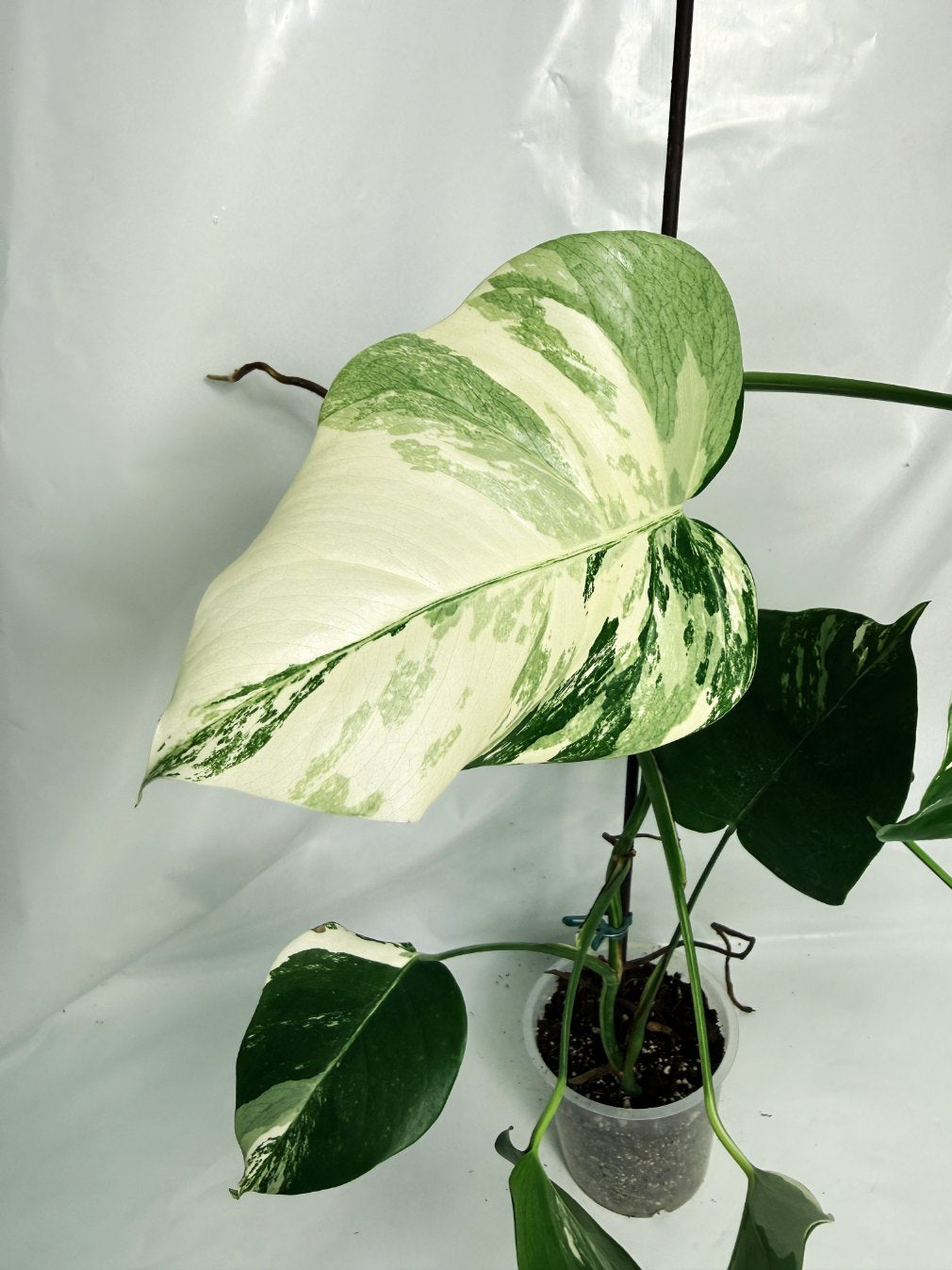 monstera_albo_variegata