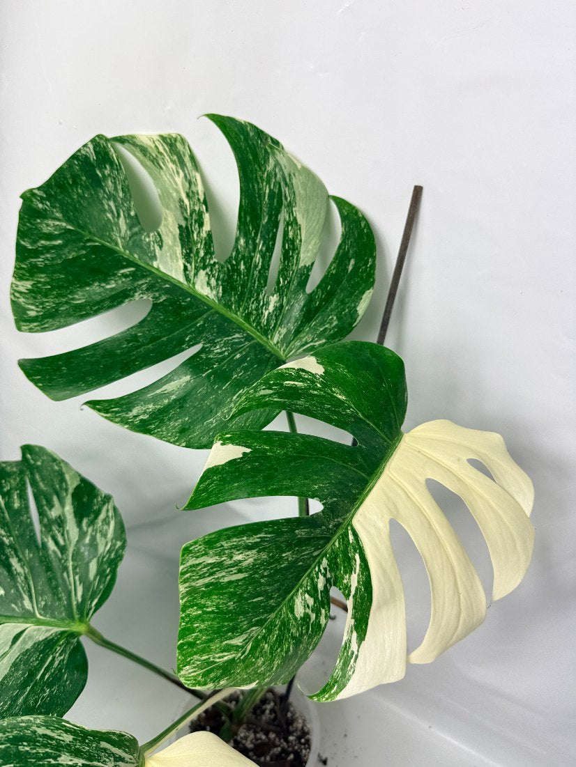 monstera_albo_variegata