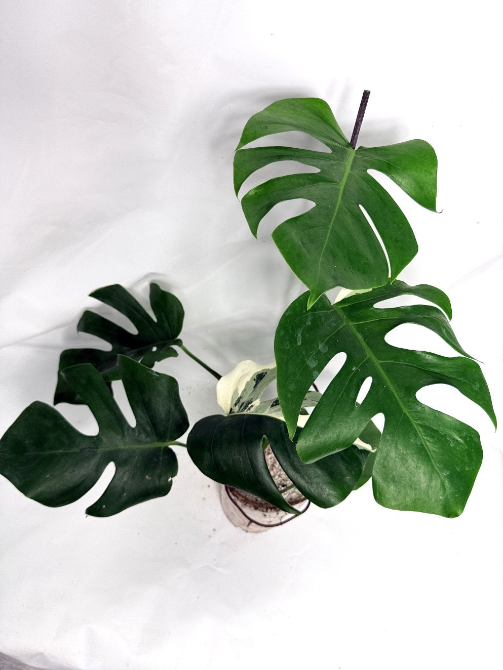 monstera_albo_variegata