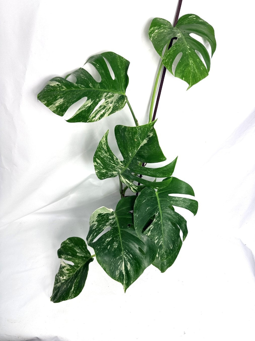 monstera_albo_variegata