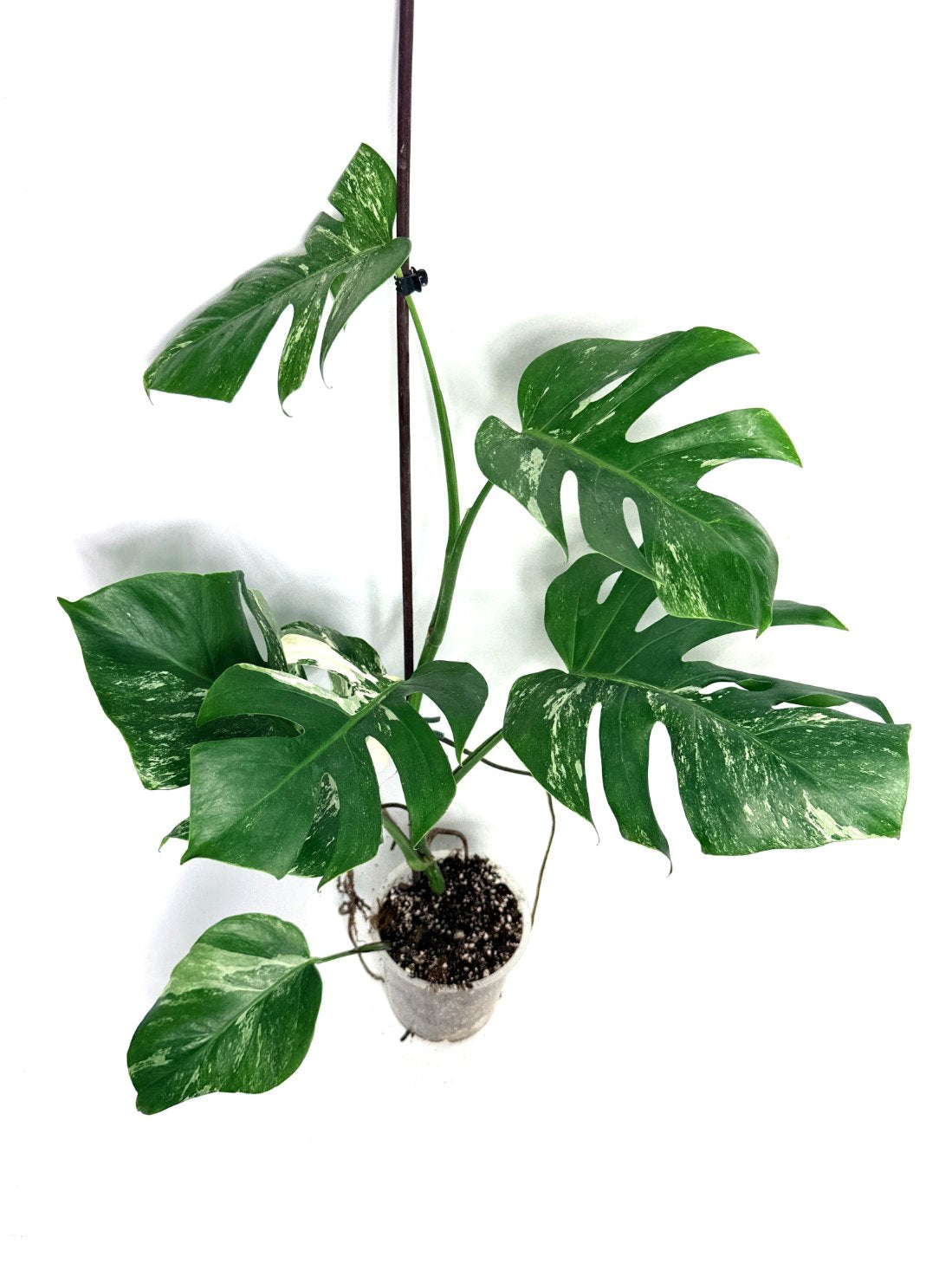 monstera_albo_variegata
