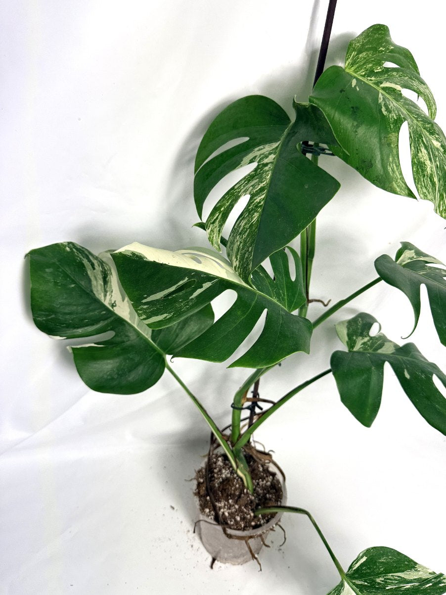 monstera_albo_variegata