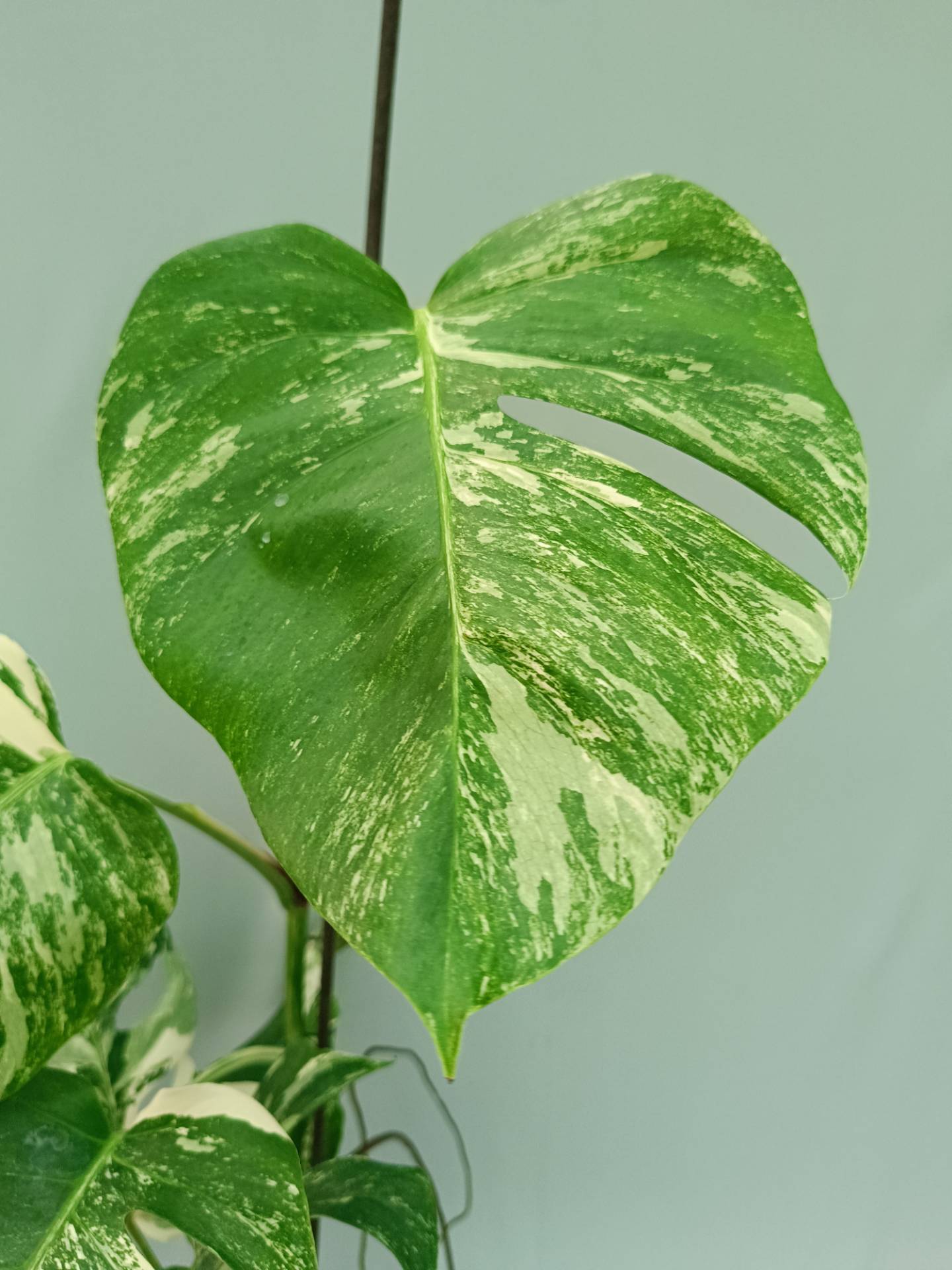 Monstera Albo variegata
