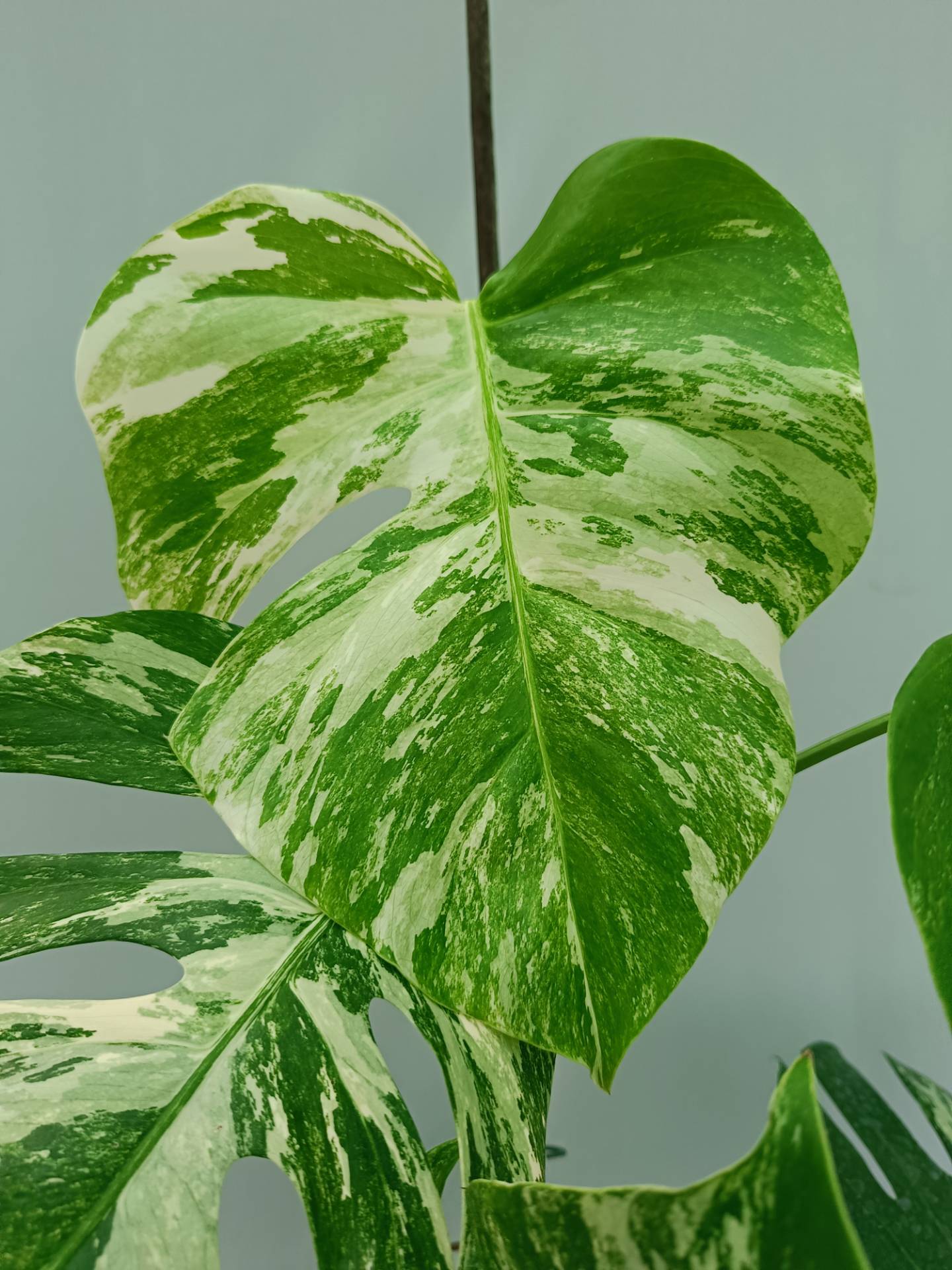 Monstera Albo variegata