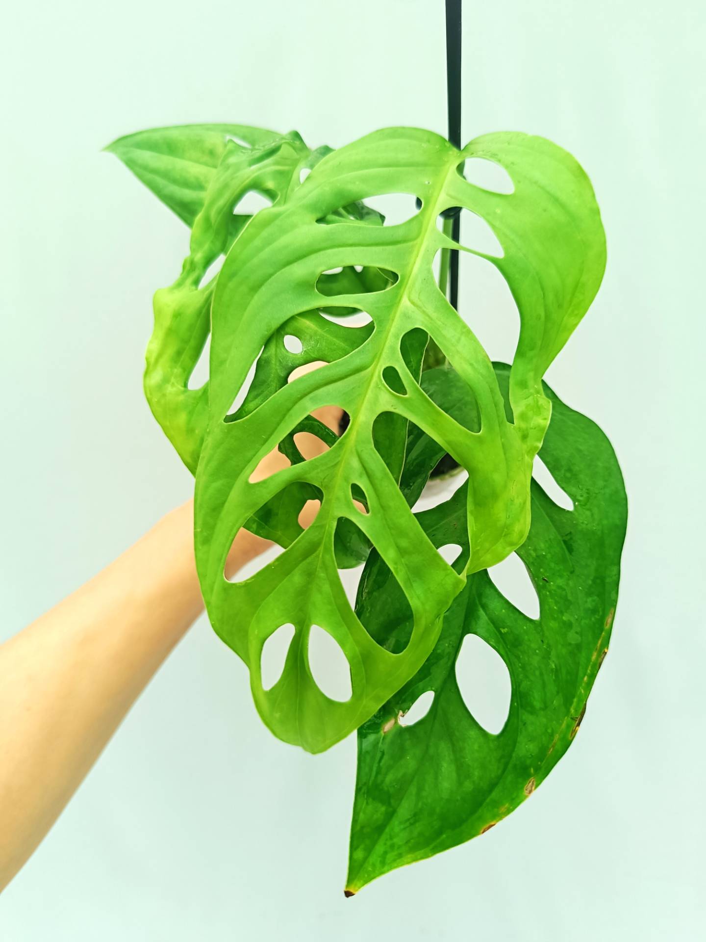 monstera esqueleto variegata Monstera Epipremnoides Esqueleto (young plant)