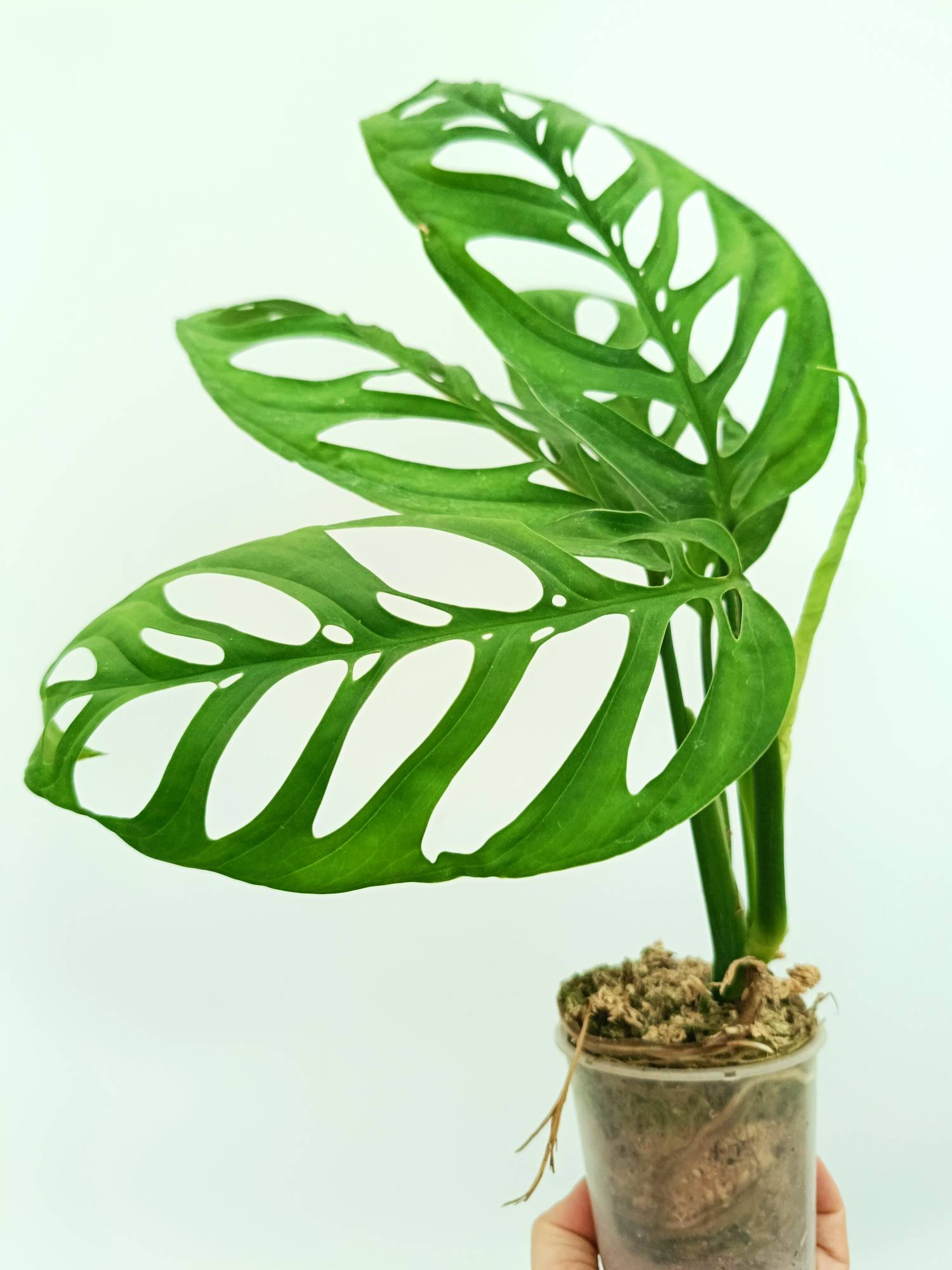 Monstera epipremnoides esqueleto