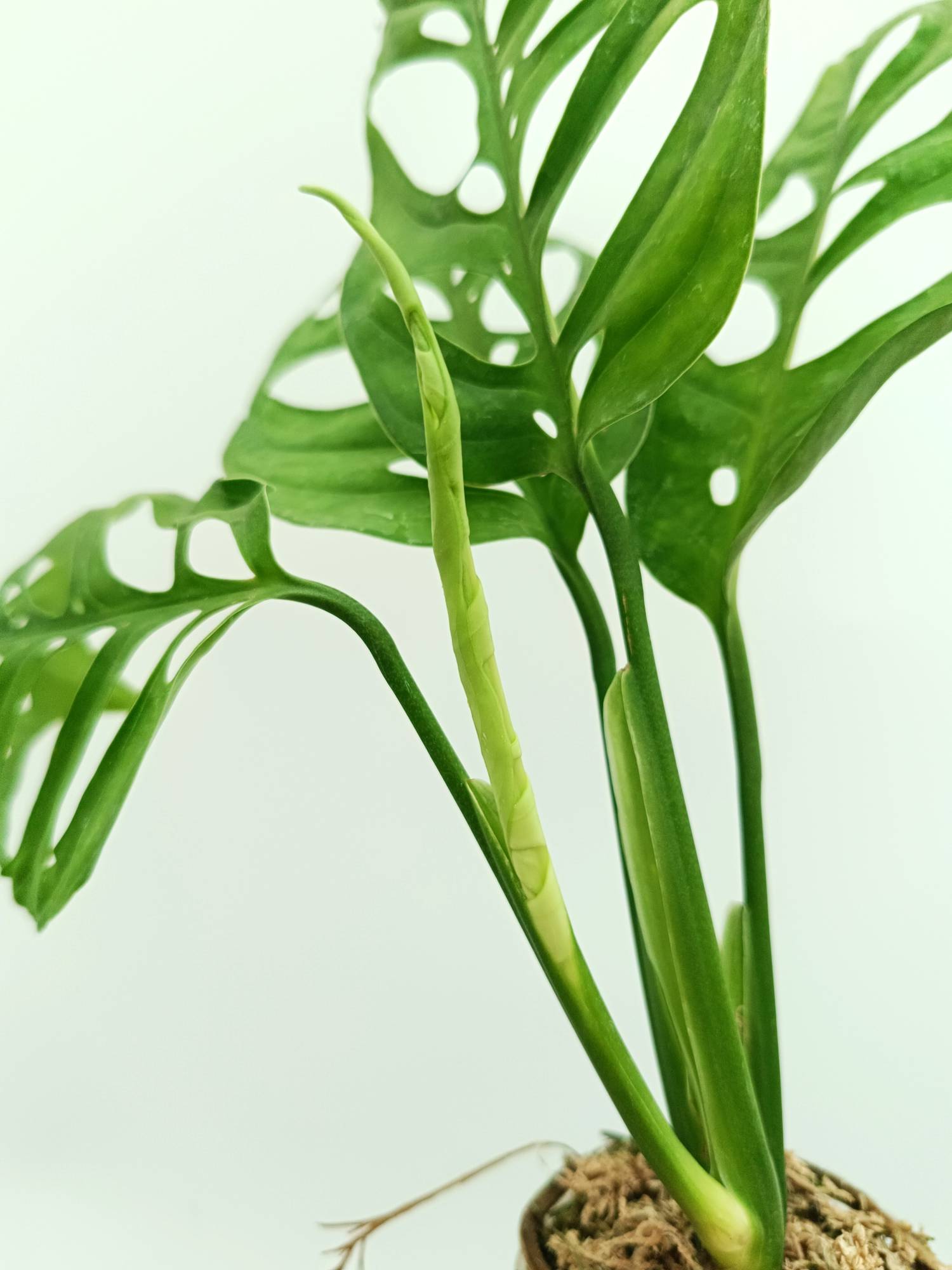Monstera epipremnoides esqueleto