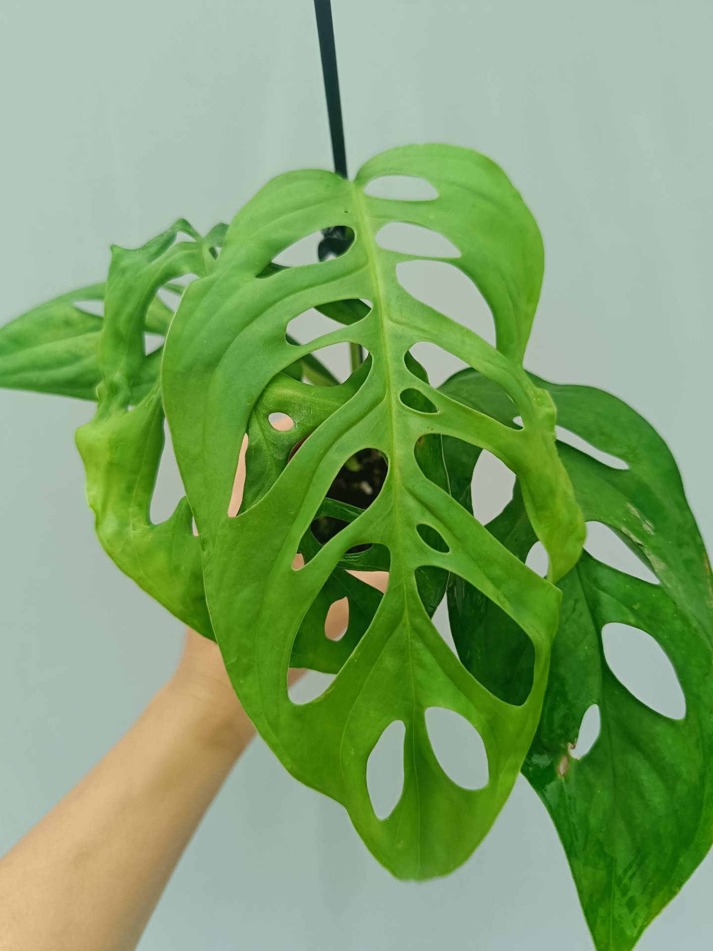 Monstera Epipremnoides Esqueleto