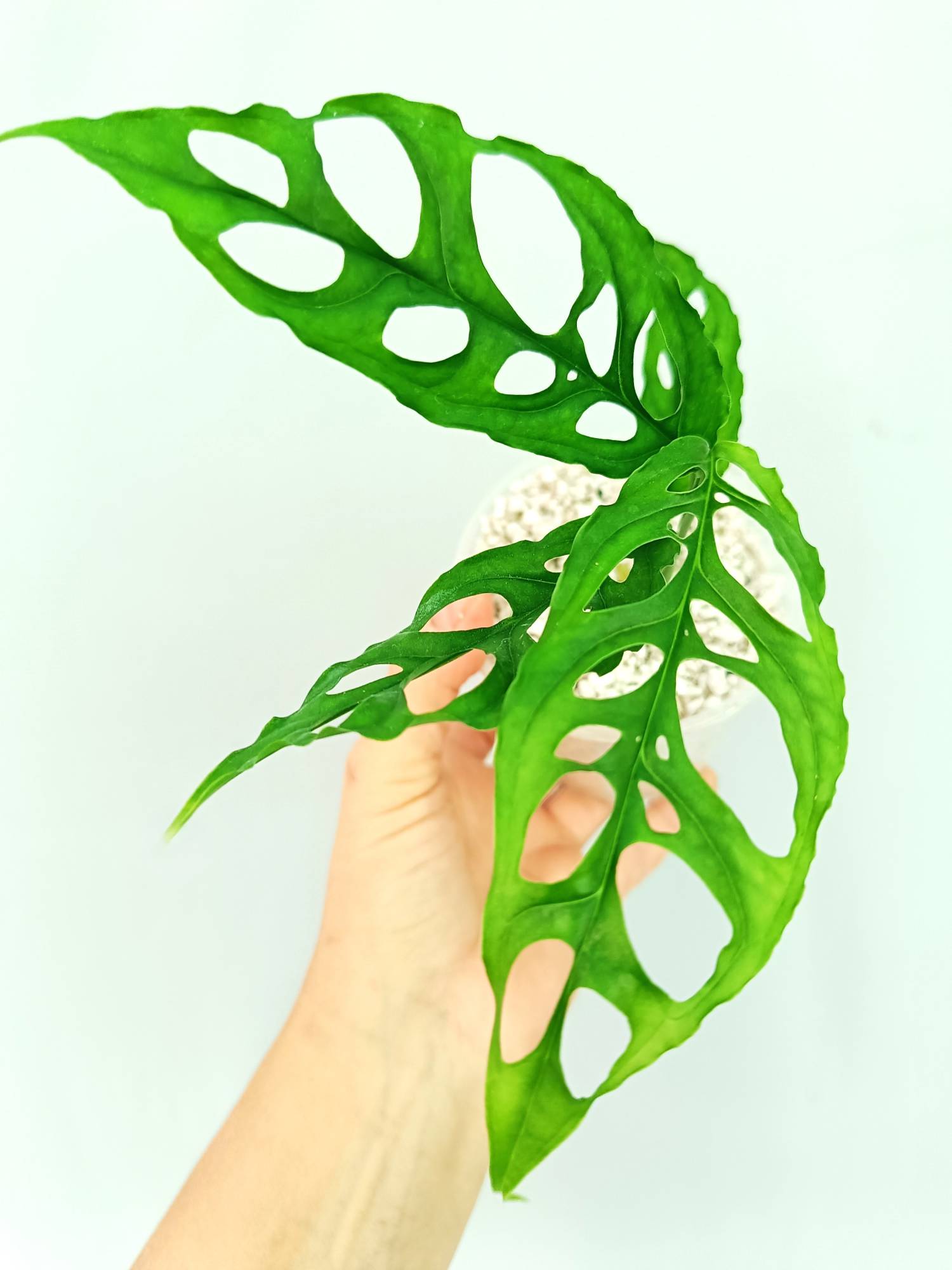 peru monstera plant Monstera Obliqua 'Peru' (young plant)